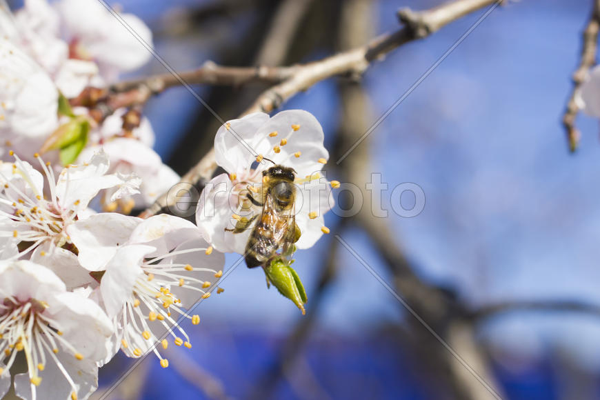The bee on a fruit tree collects nectar and pollinates flowers