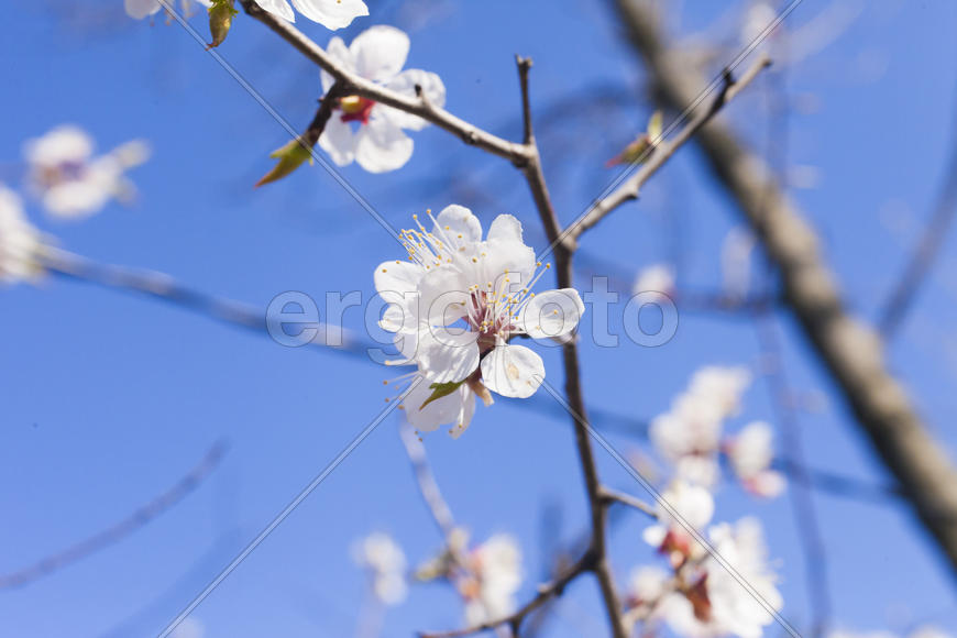 Beautiful spring flowers are pleasing to the eye beauty and tenderness