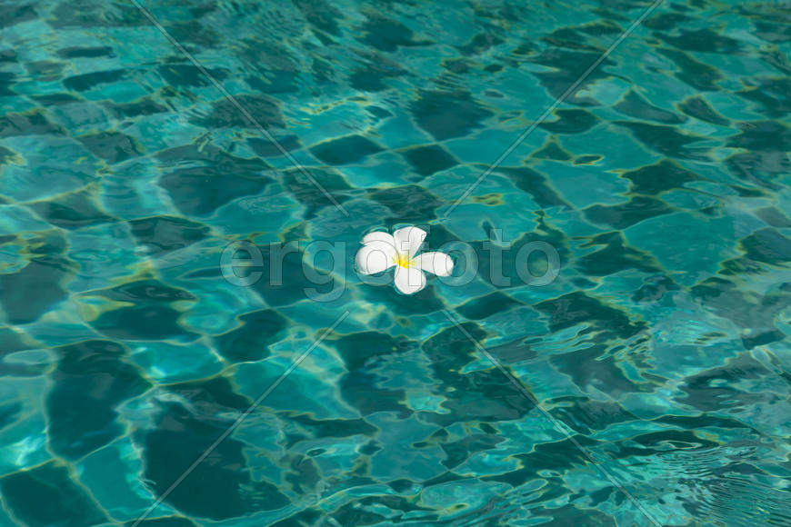 Beautiful tropical flowers swim in the pool with blue water
