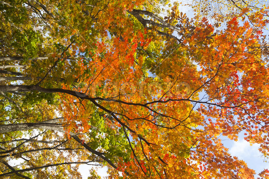 The autumn wood waiting for winter is pleasing to the eye rich paints