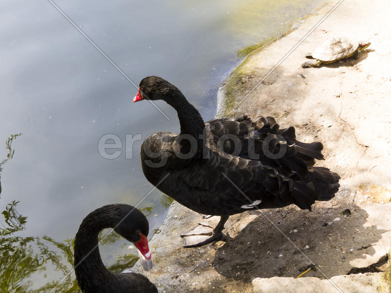 Swans in a pond go about the own business and don't pay attention on anything