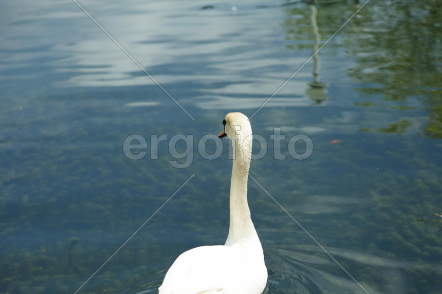 Swans in a pond float in search of food and rejoice to heat