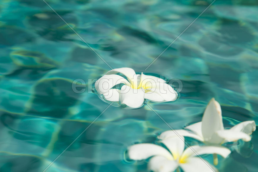 Beautiful tropical flowers swim in the pool with blue water