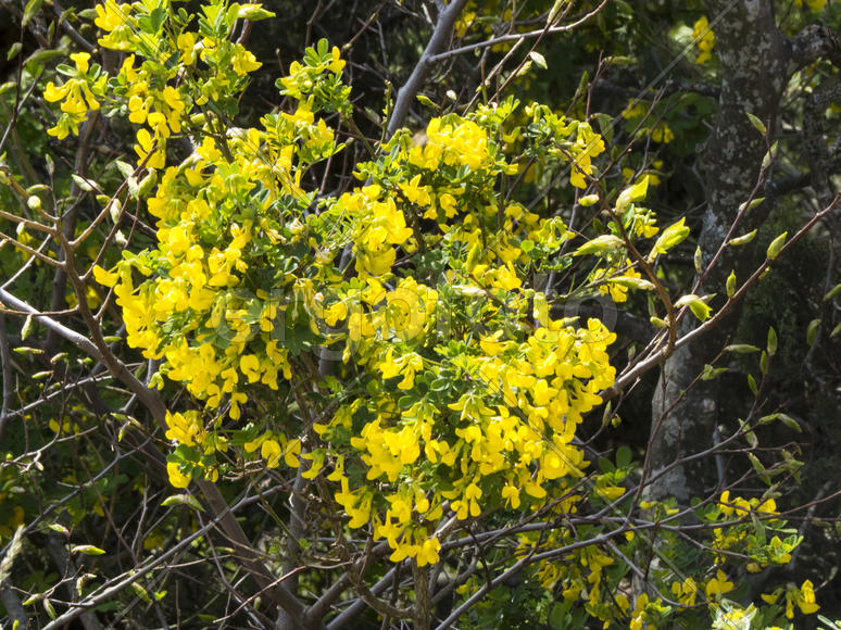 Желтые цветы на кусте 
