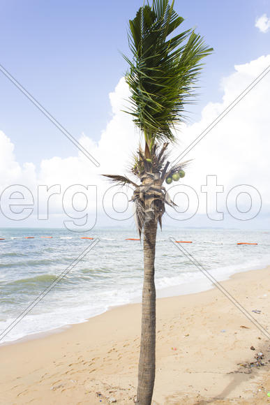 Palm trees grow on pleasure to the people having a rest and bathing ashore