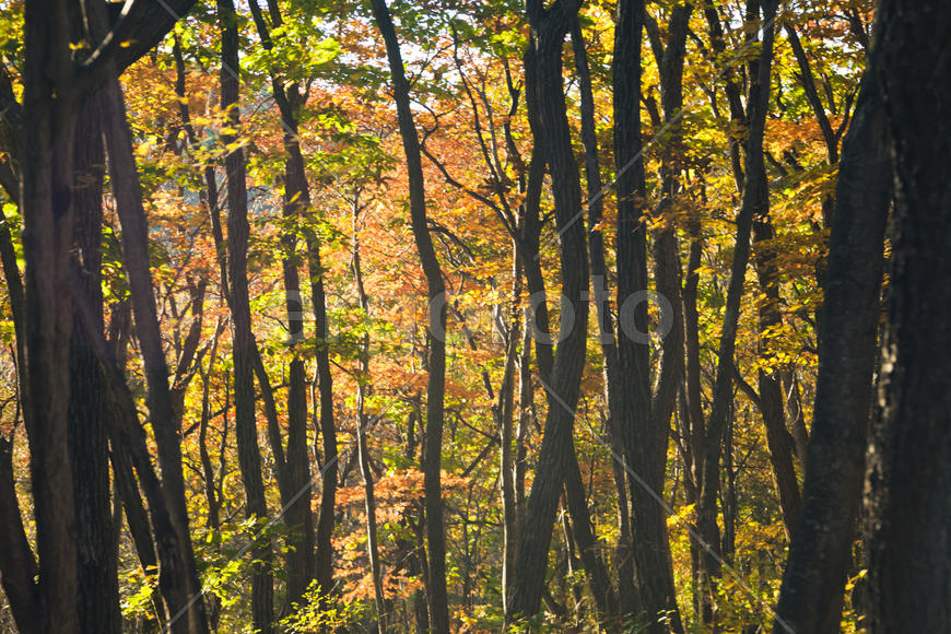 Autumn forest colorful stands in the last days of autumn