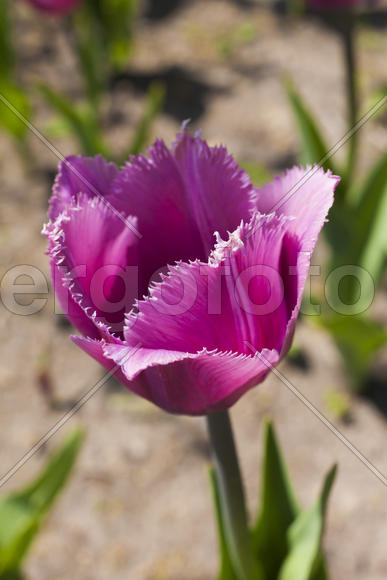 Beautiful spring flowers are pleasing to the eye beauty and tenderness