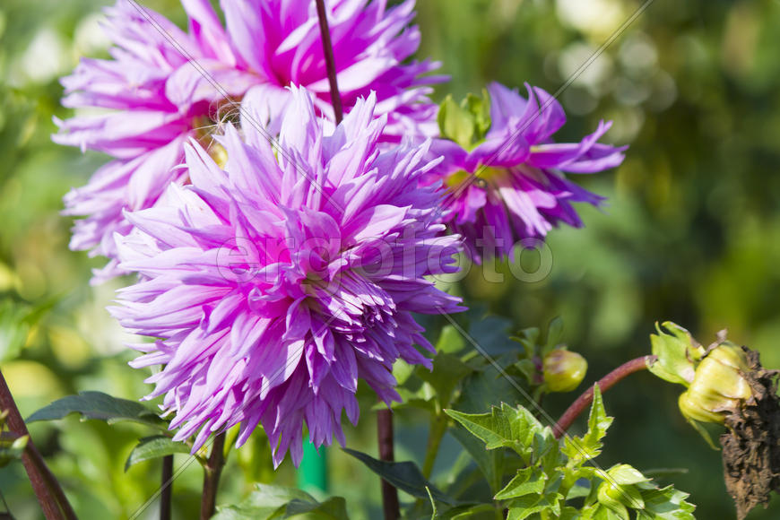 Autumn flowers grow in the joy of the people in the bright light of the sun