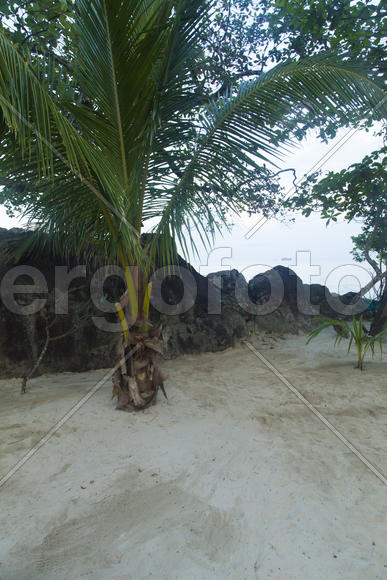 The palm tree on sand at sunrise all the same grows