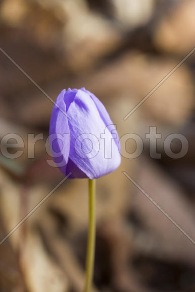 The first spring flowers are pleasing to the eye in the spring wood