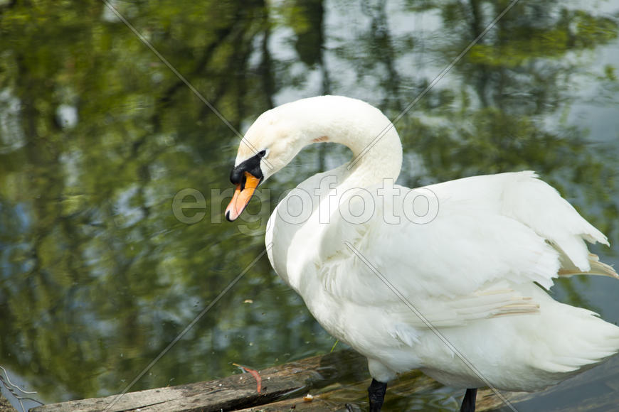 Swans in a pond float in search of food and rejoice to heat