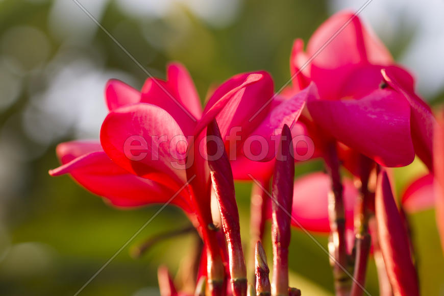 Beautiful tropical flowers blossom on pleasure to all people