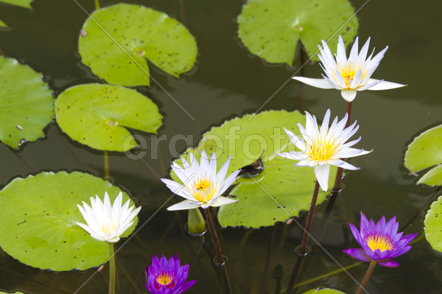 Water-lilies in a pond blossom in the different flowers on pleasure to people