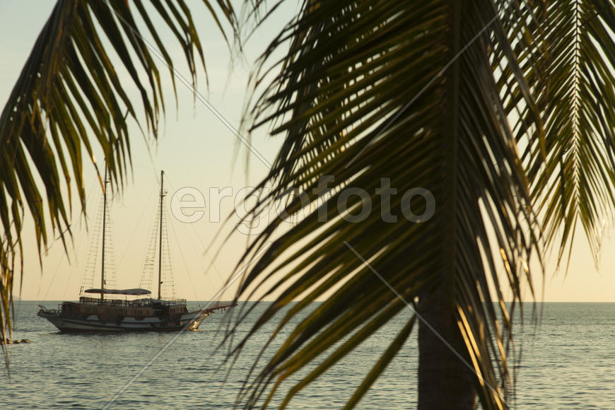 Palm trees grow on pleasure to the people having a rest and bathing ashore