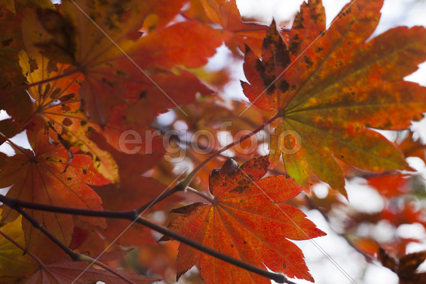 The autumn wood waiting for winter is pleasing to the eye rich paints