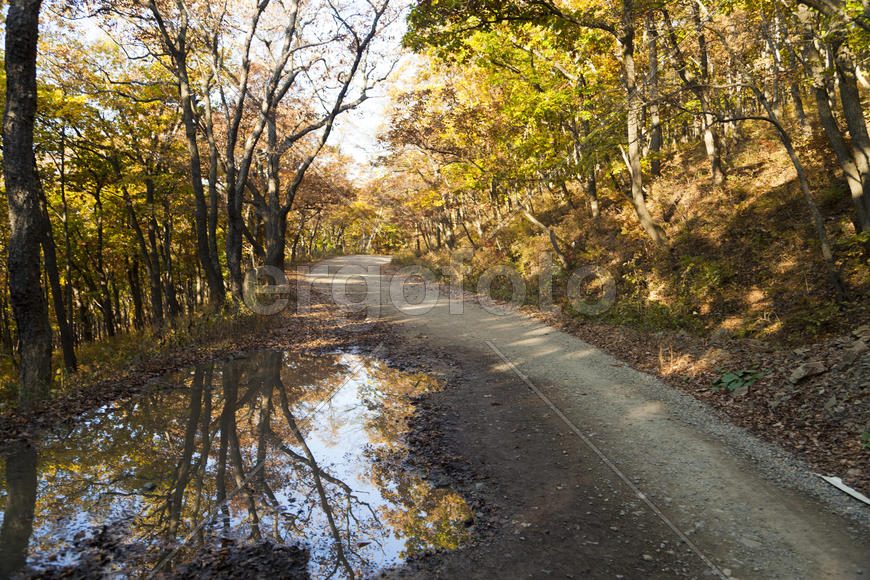 Autumn forest colorful stands in the last days of autumn