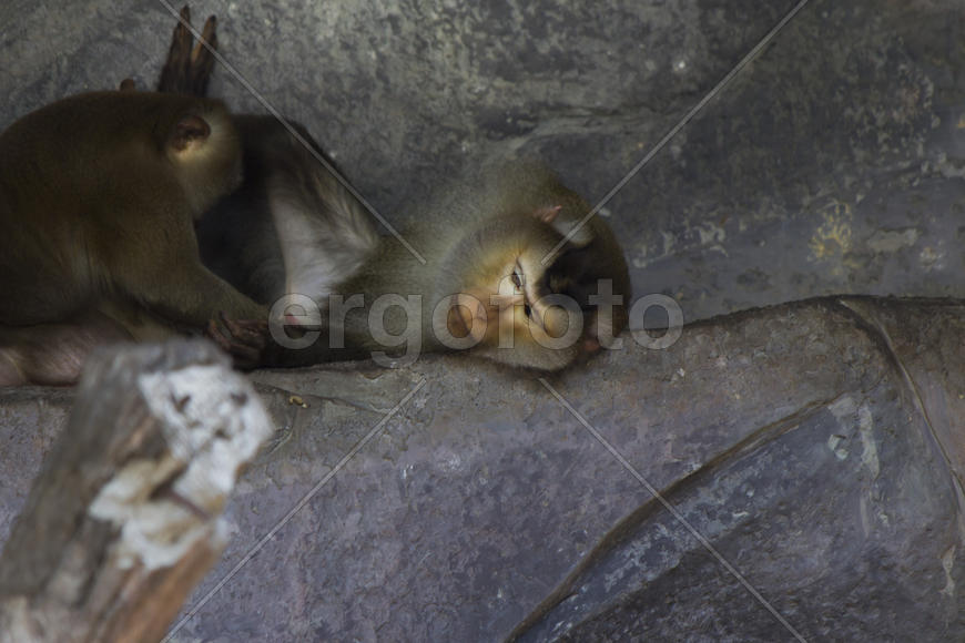 Monkeys in a zoo go about the own business and don't pay attention to people