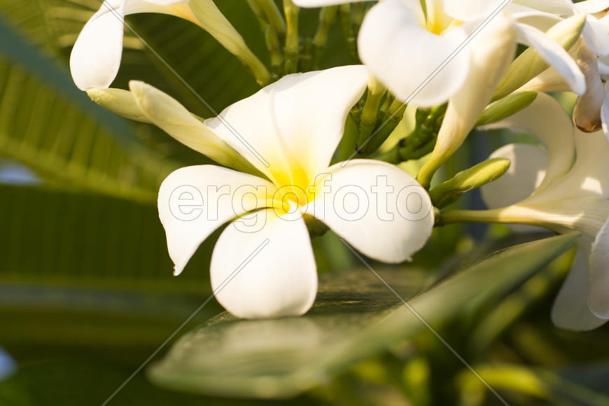Beautiful tropical flowers blossom on pleasure to all people