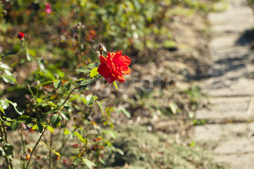 Lonely rose growing on a bed and misses