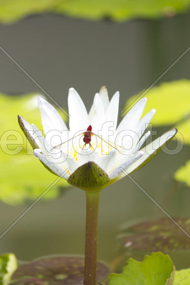Water-lilies in a pond blossom in the different flowers on pleasure to people