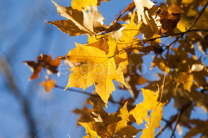 Autumn forest colorful stands in the last days of autumn