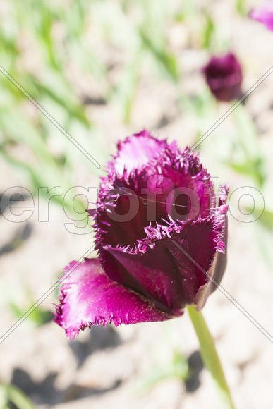 Beautiful spring flowers are pleasing to the eye beauty and tenderness