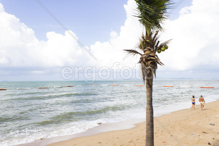 Palm trees grow on pleasure to the people having a rest and bathing ashore