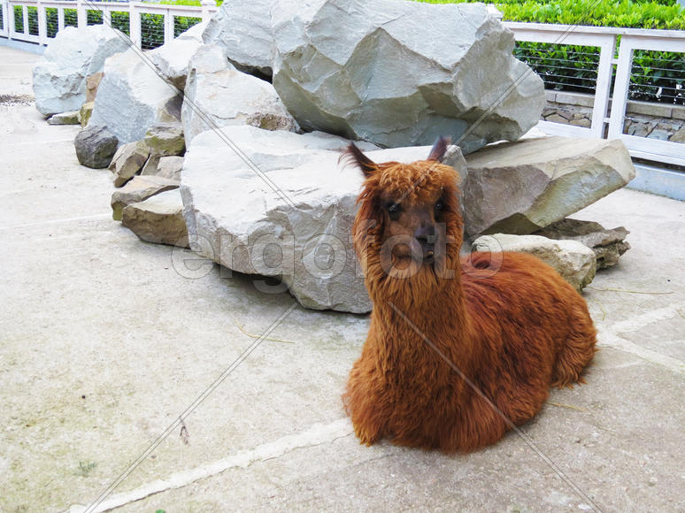  Lamas in a zoo lie and sadly look at visitors          