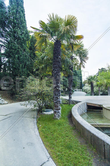 Palm trees grow in park on pleasure to people at the southern sea