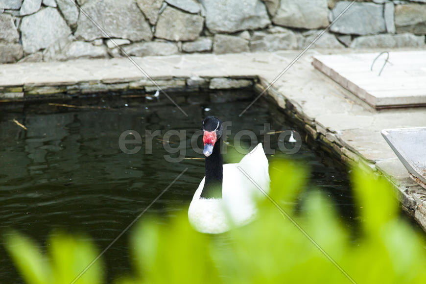 Swans in a pond float and look for a forage