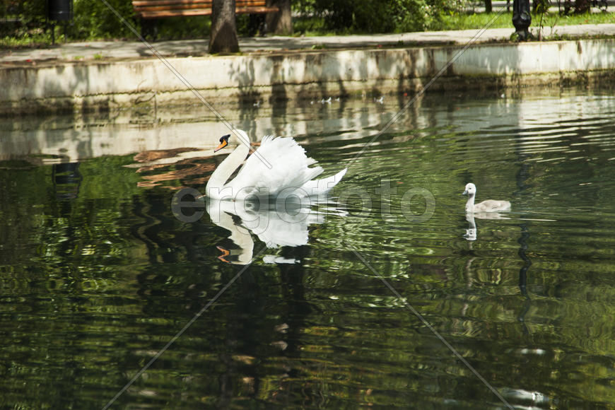 Swans in a pond float in search of food and rejoice to heat