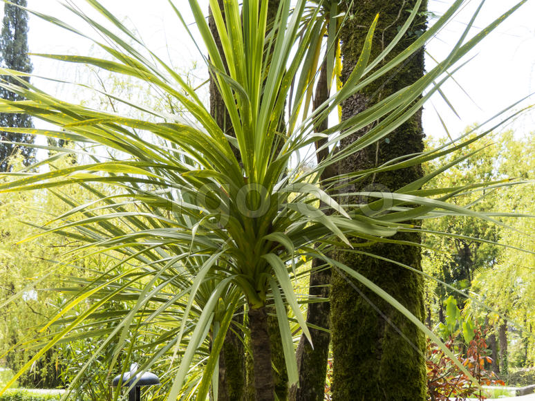 Palm trees grow in park on a bright sun of the South