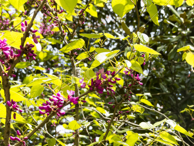 Spring flowers blossom on pleasure to people in the spring