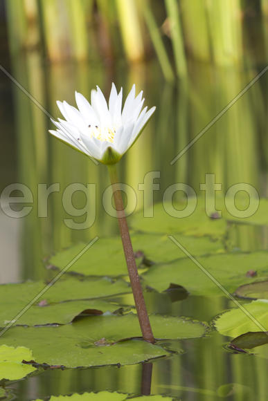 Water-lilies in a pond blossom in the different flowers on pleasure to people