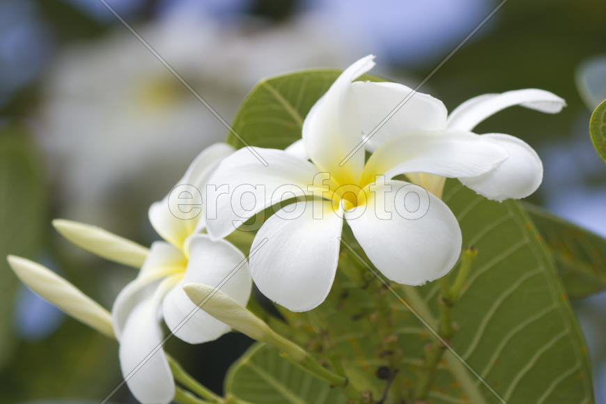 Beautiful tropical flowers blossom and smell on pleasure to people