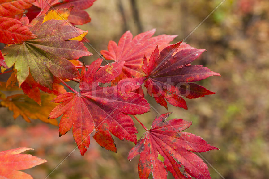 The autumn wood waiting for winter is pleasing to the eye rich paints