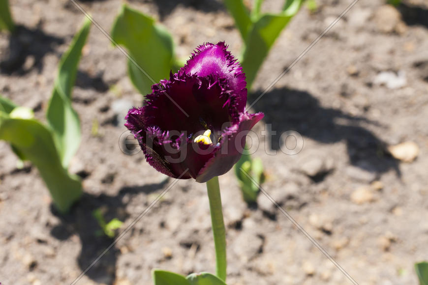 Beautiful spring flowers are pleasing to the eye beauty and tenderness