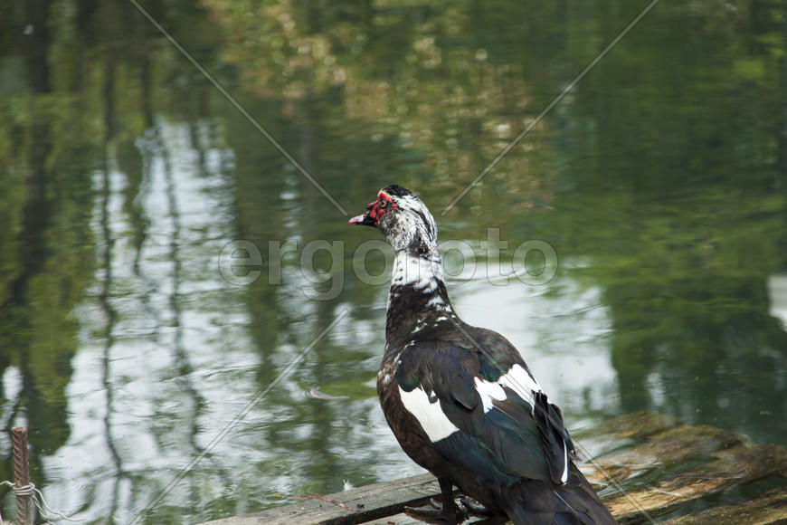 The duck on a pond looks out where to eat