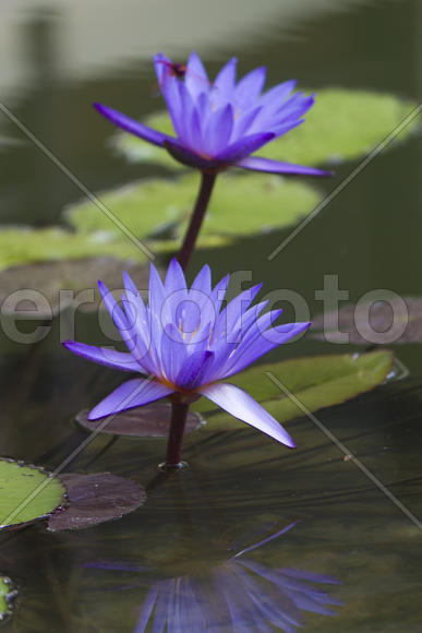 Water-lilies in a pond blossom in the different flowers on pleasure to people