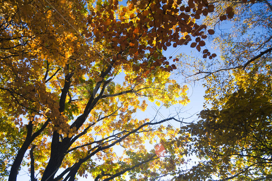 Autumn forest colorful stands in the last days of autumn