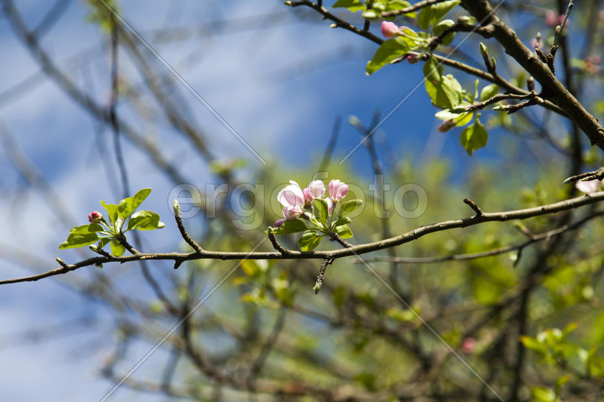 The blossoming apple-tree pleases people in the flowers and future apples
