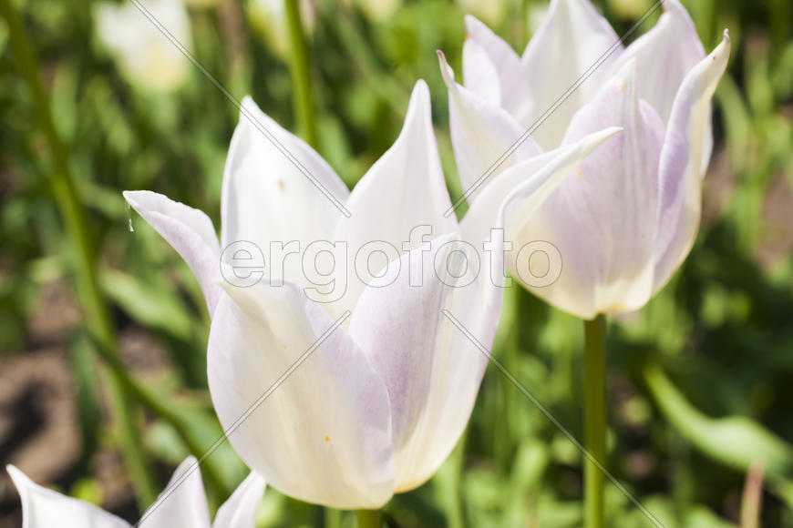 Beautiful spring flowers are pleasing to the eye beauty and tenderness