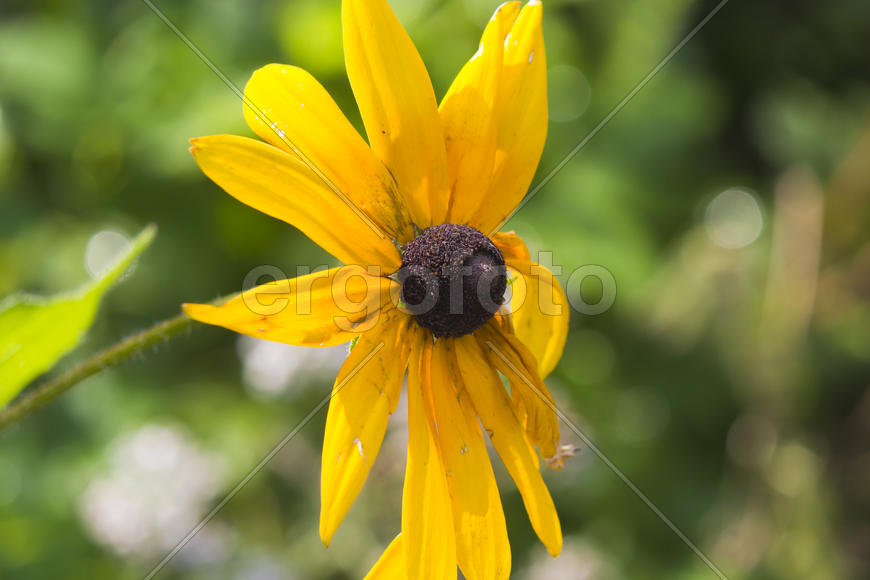 Autumn flowers grow in the joy of the people in the bright light of the sun