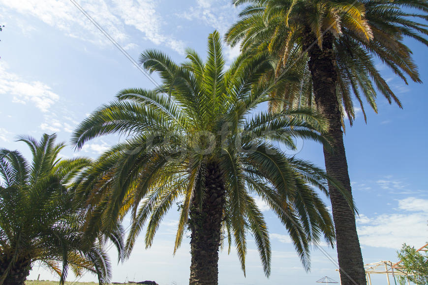 Palm trees grow in park on a bright sun of the South