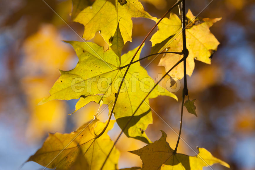 Autumn forest colorful stands in the last days of autumn