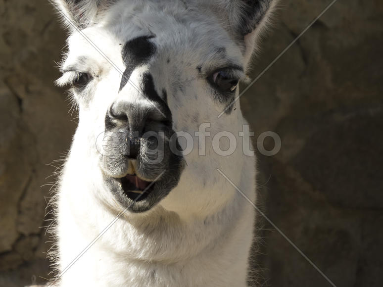 Monument to the flooded Russian ships in a bay