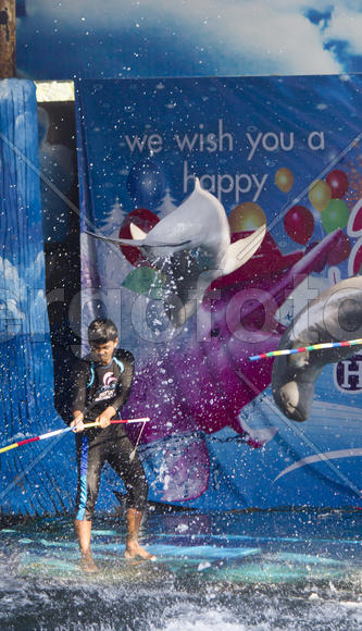 Dolphins in a dolphinarium address the audience and are very happy