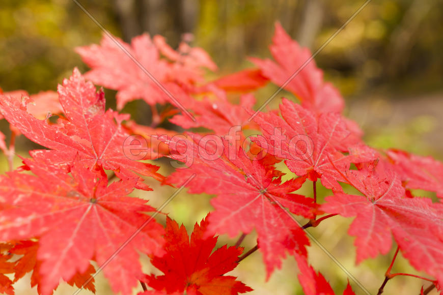 The autumn wood waiting for winter is pleasing to the eye rich paints