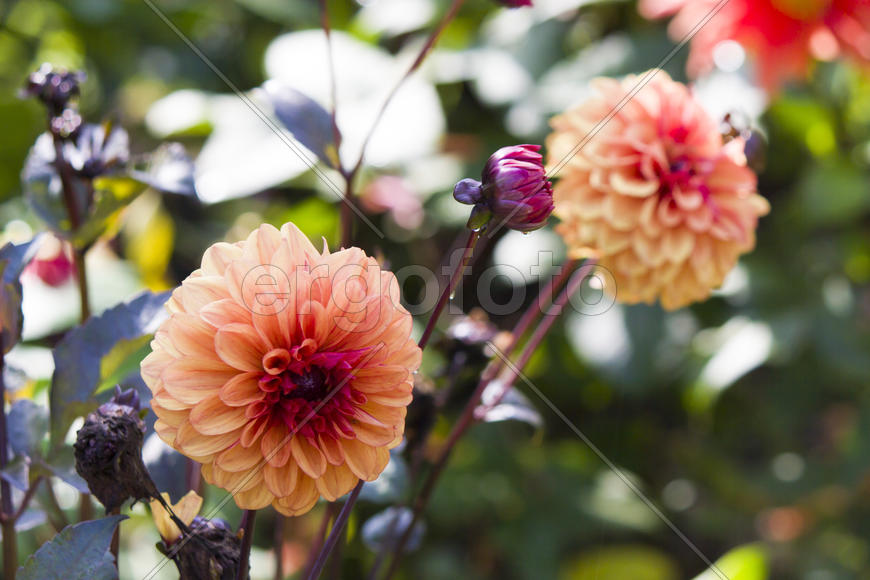 Autumn flowers grow in the joy of the people in the bright light of the sun
