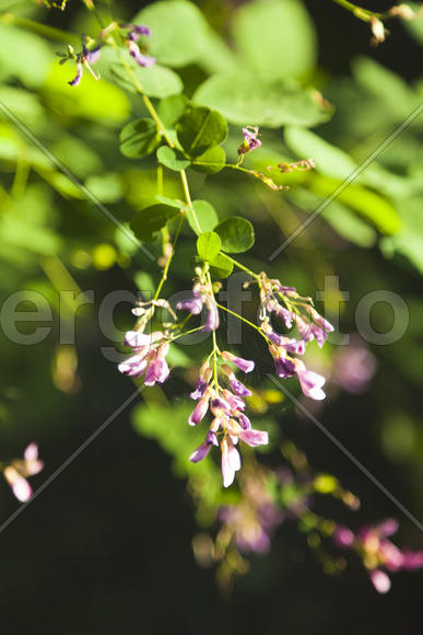 Autumn flowers in bloom on a tree in the morning sun